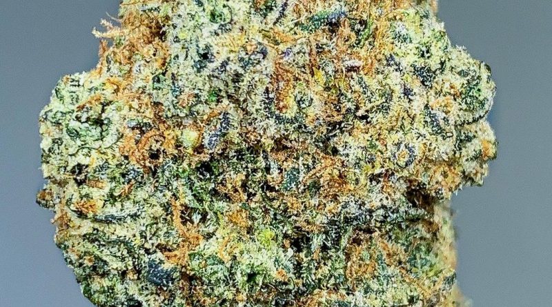 white runtz by gas no brakes strain review by budfinderdc