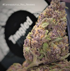 whitethorn rose by huckleberry hill farms strain review by cannasaurus_rex_reviews 2