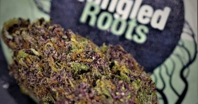 whitethorn rose by huckleberry hill farms strain review by cannasaurus_rex_reviews