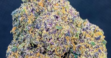 zerbert from flower bomb dc strain review by budfinderdc