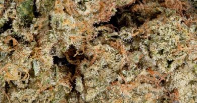 ex-wife by qwest strain review by terple grapes