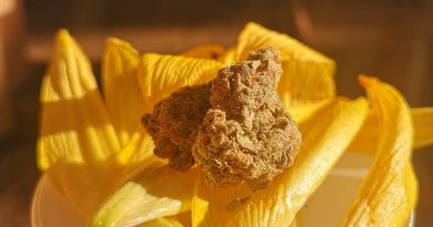 lemon z by saturday cannabis strain review by terple grapes