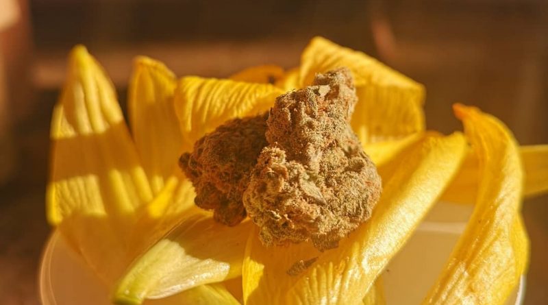 lemon z by saturday cannabis strain review by terple grapes