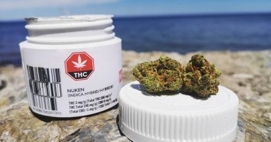 nuken by palmetto cannabis strain review by terple grapes