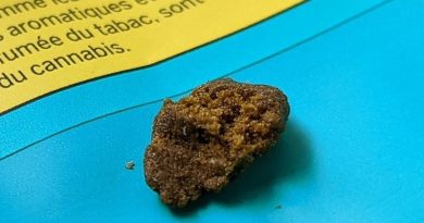 organic marrakech gold hash by highly dutch concentrate review by terple grapes 2