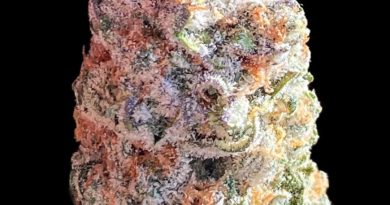 9 pound hammer by red dirt raised strain review by okcannacritic