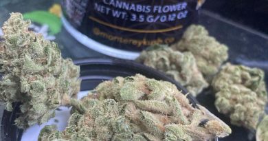 banana cream by monterey kush co strain review by sjweedreview