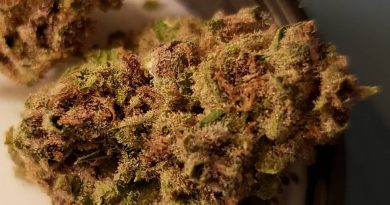 blue cheese by ilera healthcare strain review by yourhostnoah