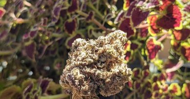 cherry punch by blkmkt strain review by terple grapes