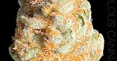 golden tangie by fabulous cannabis co. strain review by okcannacritic