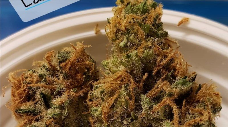 lashkar gah 99a9 by prime wellness of pa strain review by yourhostnoah