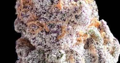 peanut butter souffle by fabulous cannabis co strain review by okcannacritic
