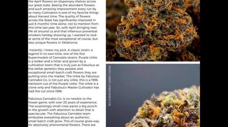 purple urkle by fabulous cannabis co strain review by okcannacritic