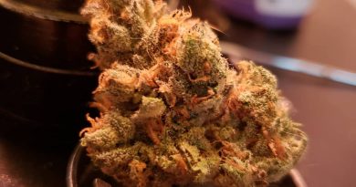 sherbet by grassroots cannabis strain review by yourhostnoah