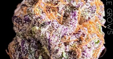 wedding pie by inner circle grows strain review by okcannacritic