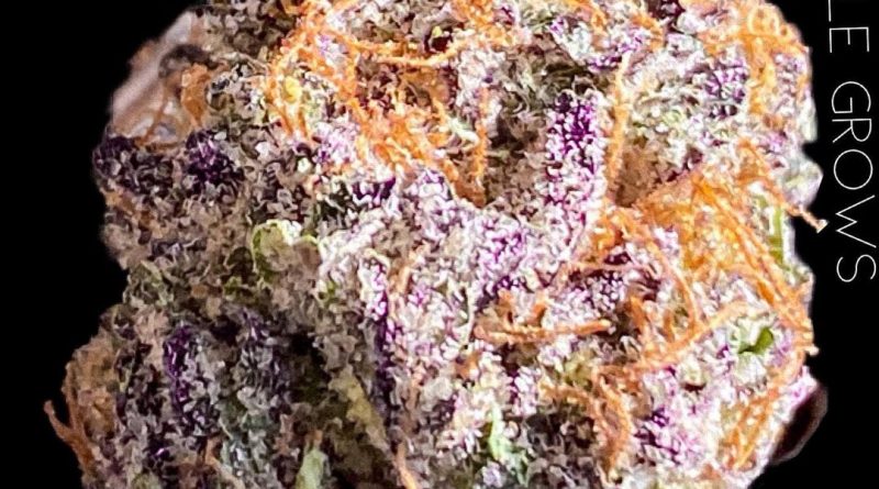 wedding pie by inner circle grows strain review by okcannacritic
