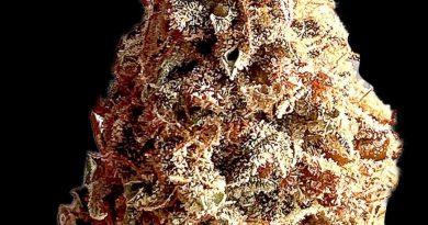 wind walker by native veteran strain review by okcannacritic