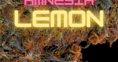 amnesia lemon by barney's farm seeds strain review by cannabisseur604