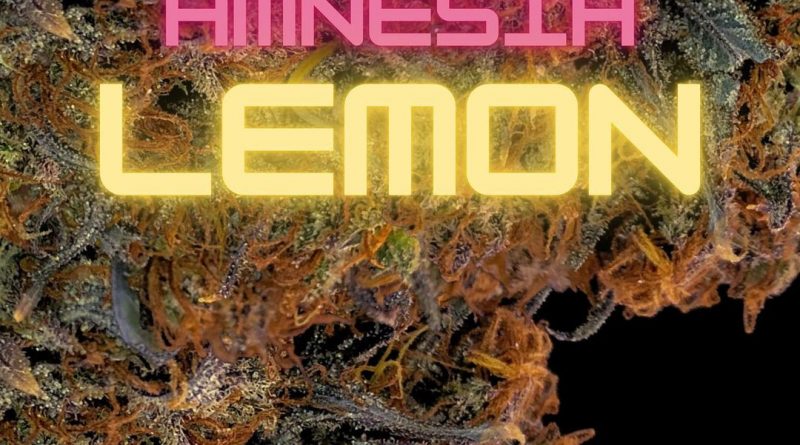 amnesia lemon by barney's farm seeds strain review by cannabisseur604