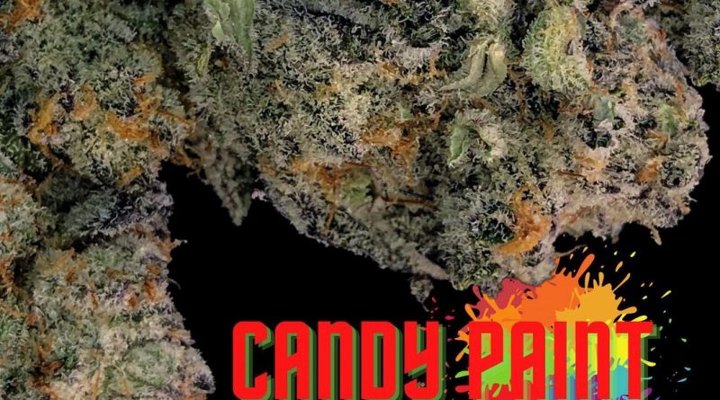 candy paint by dungeons vault genetics strain review by cannabisseur604 2