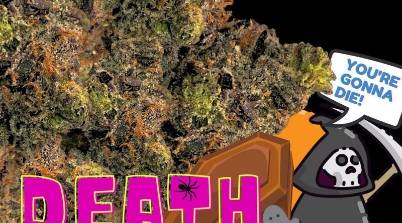 death bubba by sky to sea strain review by cannabisseur604