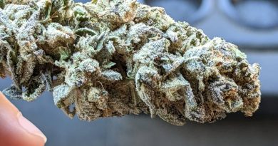 runtz cake by stable buster strain review by pdxstoneman