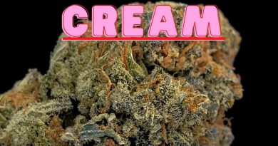 strawberry cream by breaking buds seeds strain review by cannabisseur602