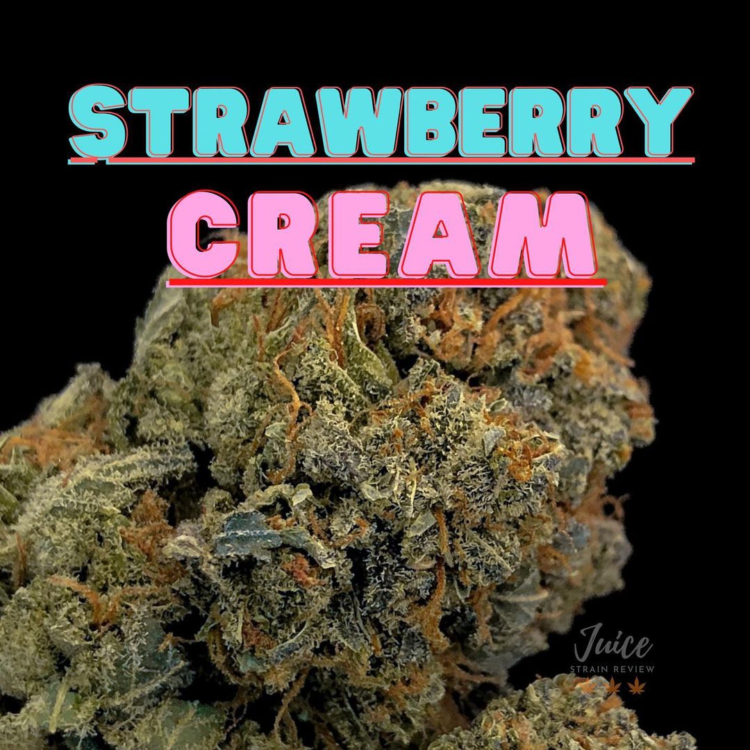 Strain Review Strawberry Cream By Breaking Buds Seeds The Highest Critic   Strawberry Cream By Breaking Buds Seeds Strain Review By Cannabisseur602 