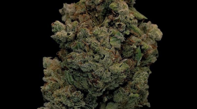 super lemon haze slh strain by green house seed company strain review by cannabisseur604