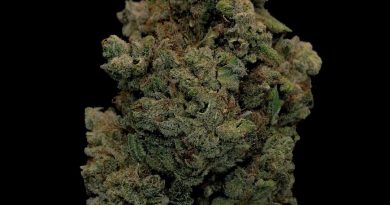 w-star og world star og strain review by cannabisseur604