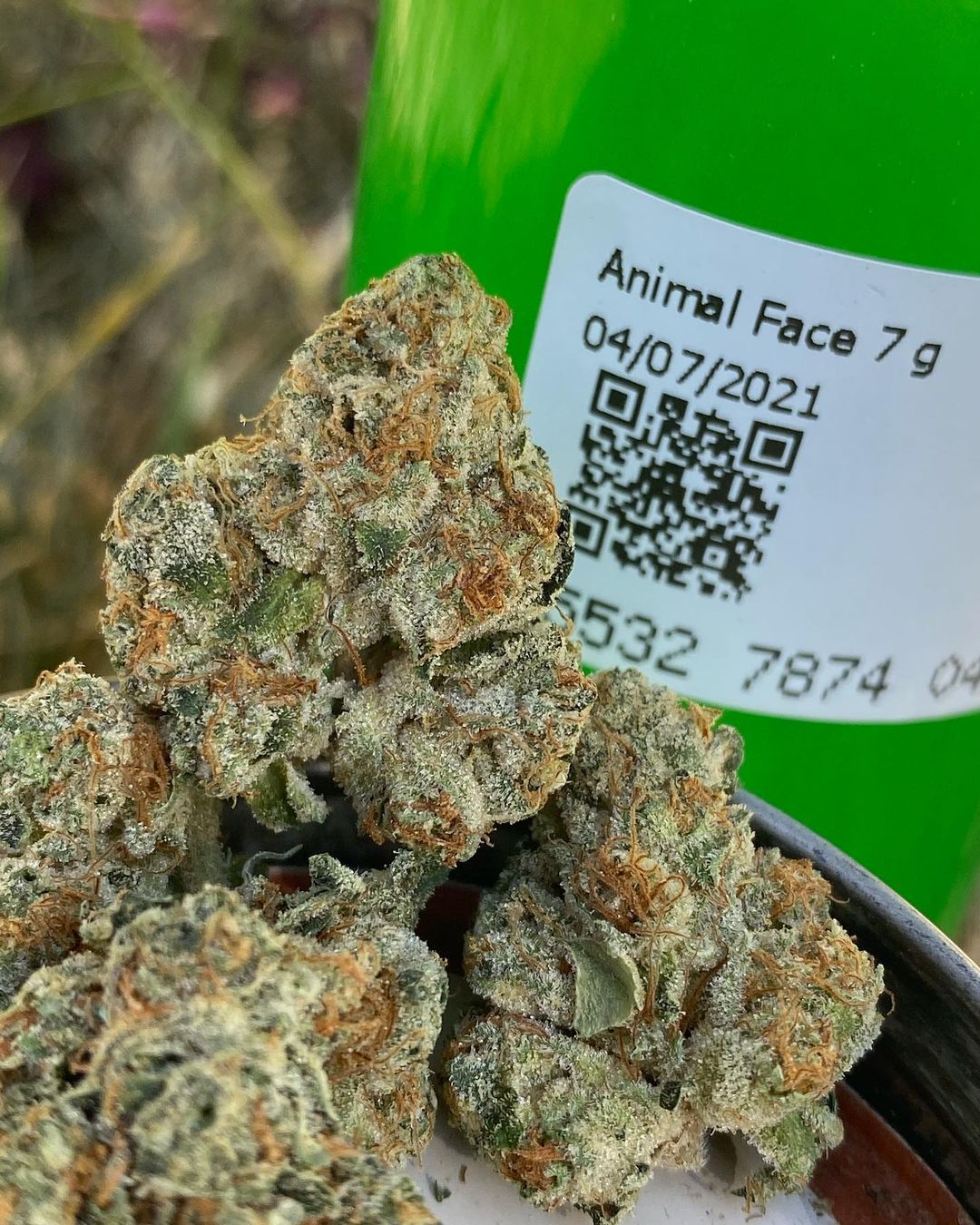 Strain Review: Animal Face by Tierra Grow - The Highest Critic