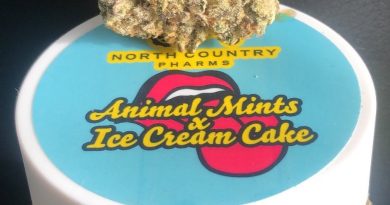 animal mints x ice cream cake by north country pharms strain review by caleb chen