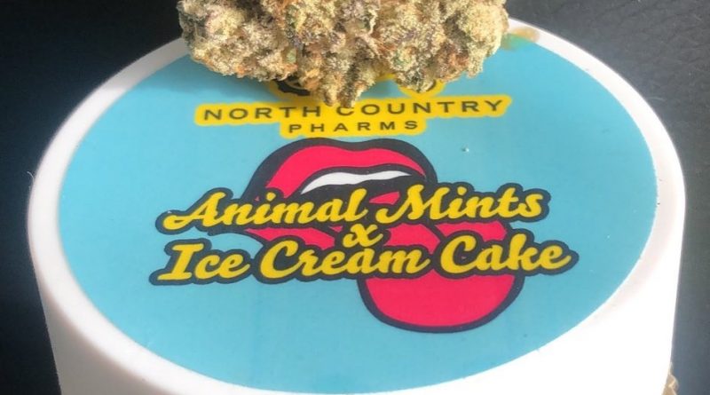 animal mints x ice cream cake by north country pharms strain review by caleb chen