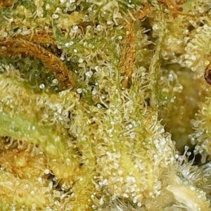 bandwagon blue dream by homestead supply co strain review by terple grapes 2