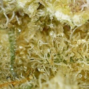blue lime pie by wagner's strain review by terple grapes 2