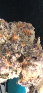 dosickey's by north country pharms strain review by caleb chen macro