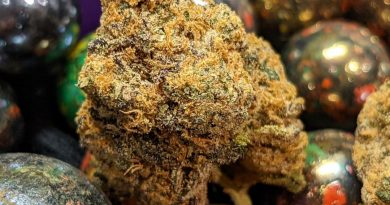 exotic gas by the loud plug strain review by terple grapes 2