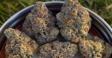 gelato by sonoran roots strain review by slumpysmokes