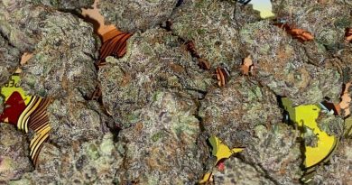 ice palace by cam strain review by cali_bud_reviews 2