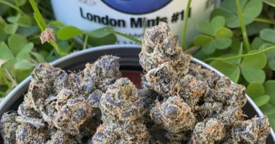 london mints #11 by house exotics strain review by slumpysmokes