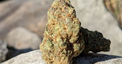 miigwetch by red market brand strain review by terple grapes 2
