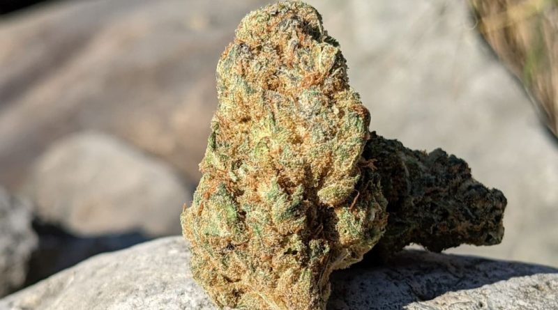 miigwetch by red market brand strain review by terple grapes 2