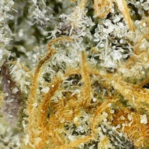 platinum grapes by organnicraft strain review by terple grapes