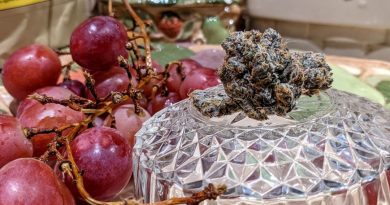 platinum grapes by organnicraft strain review by terple grapes