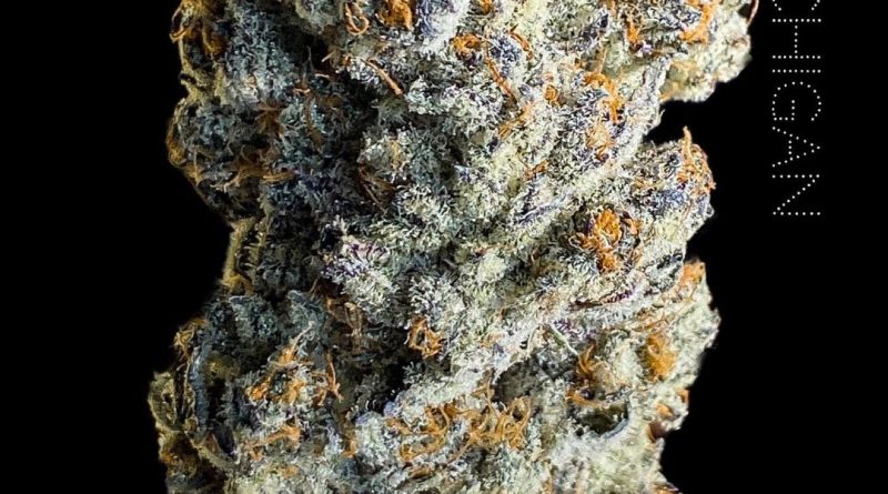 pure michigan by everquest farms strain review by okcannacritic