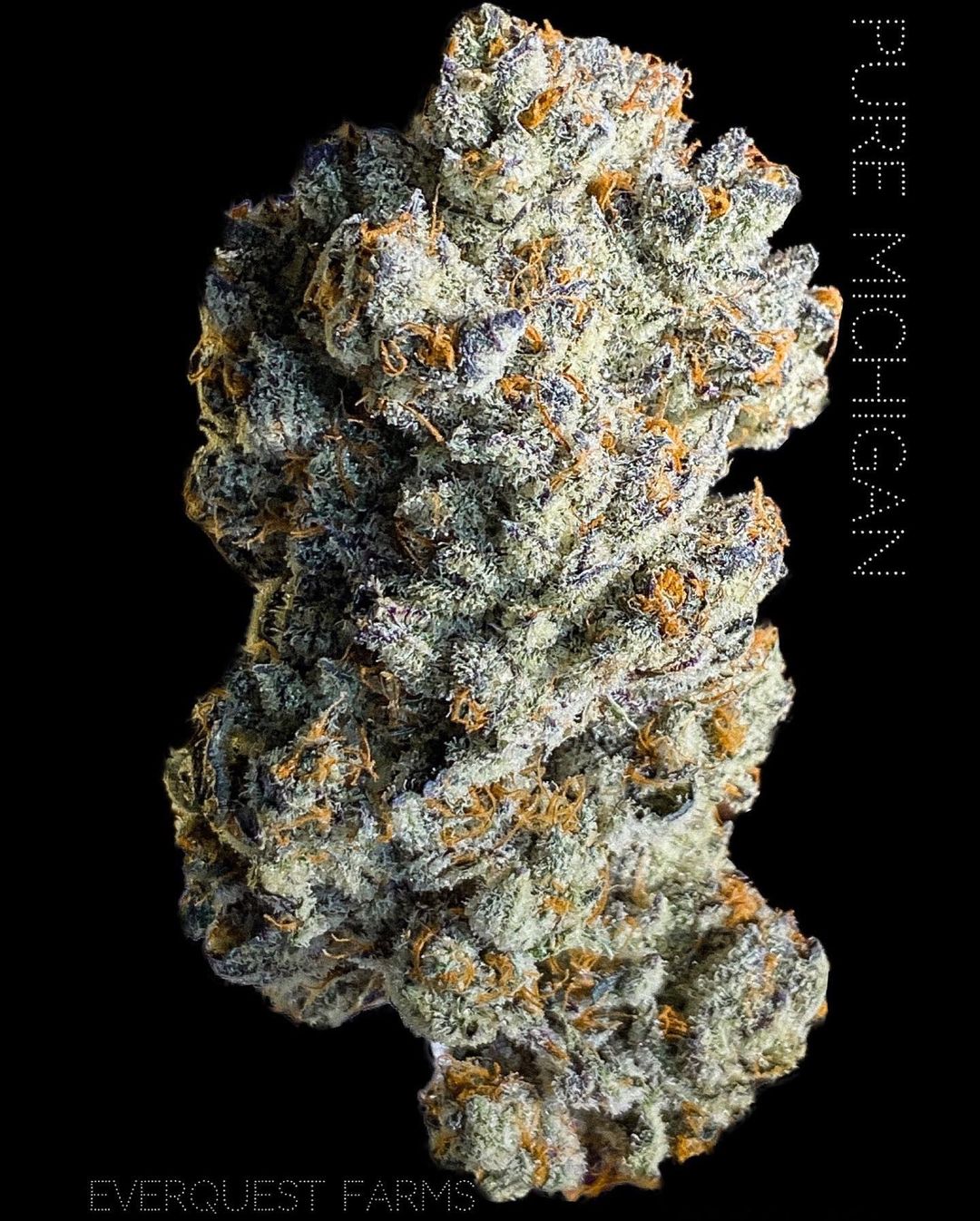 Strain Review Pure Michigan by Everquest Farms The Highest Critic