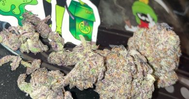 snow cone x funnel cake by the gas lady strain review by sjweedreview