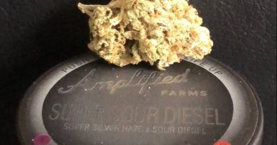 super sour diesel by amplified farms strain review by caleb chen