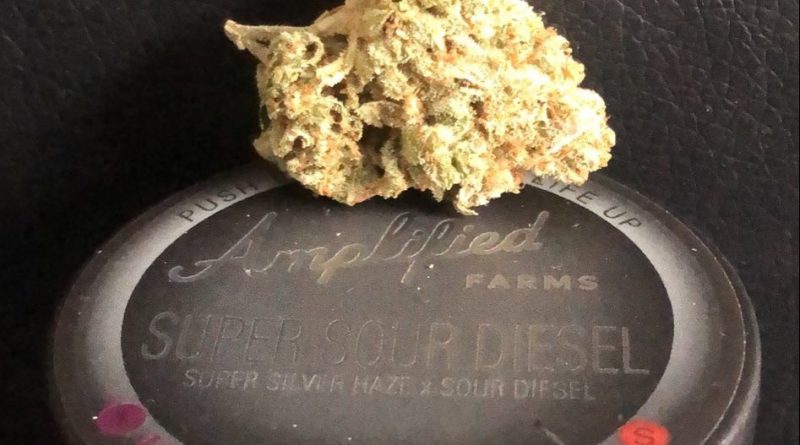 super sour diesel by amplified farms strain review by caleb chen
