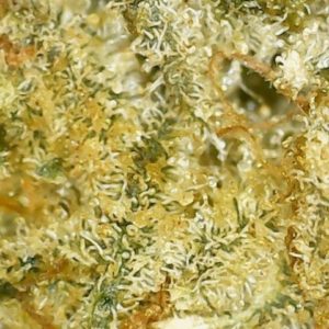 true og by truro strain review by terple grapes 2